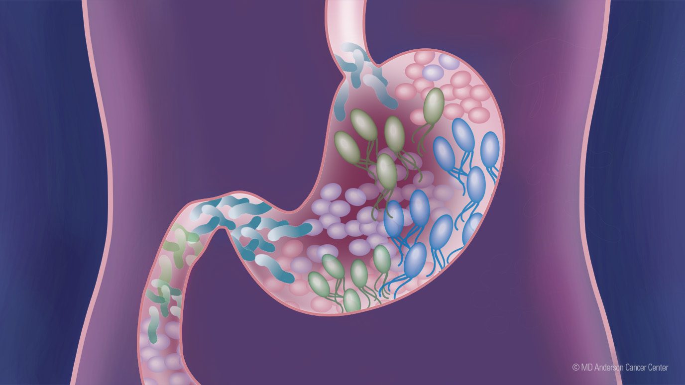 紫色插图显示了肠道中的微生物组。