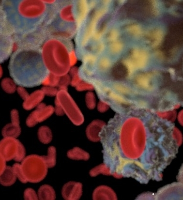 血细胞和免疫细胞循环