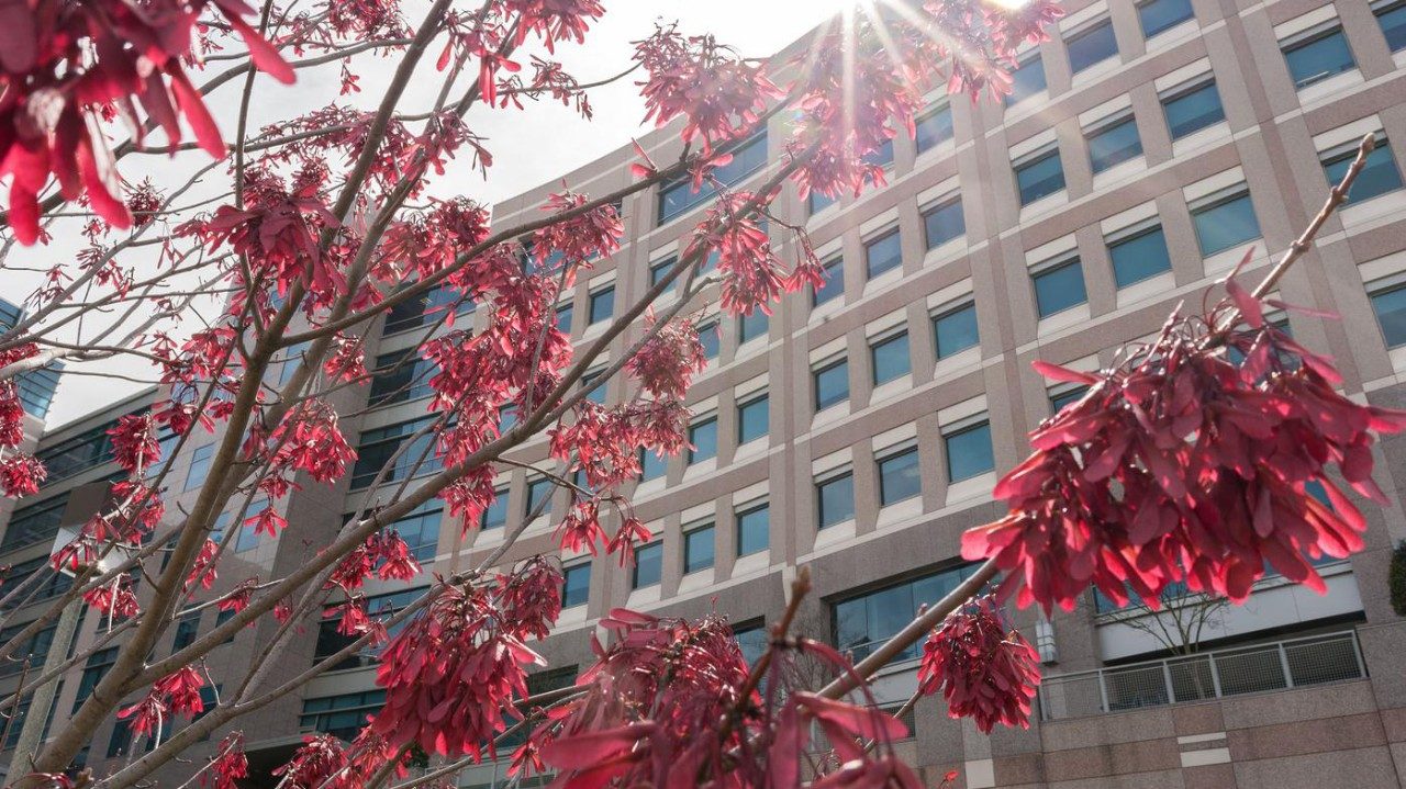 MD安德森癌症中心大厦的图象与太阳发光的