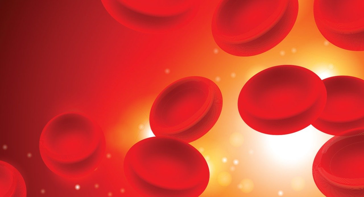 图形的红细胞在血液中