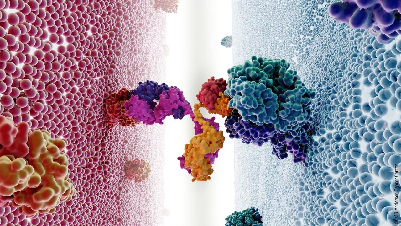双特异性抗体与T细胞和癌细胞的示意图。