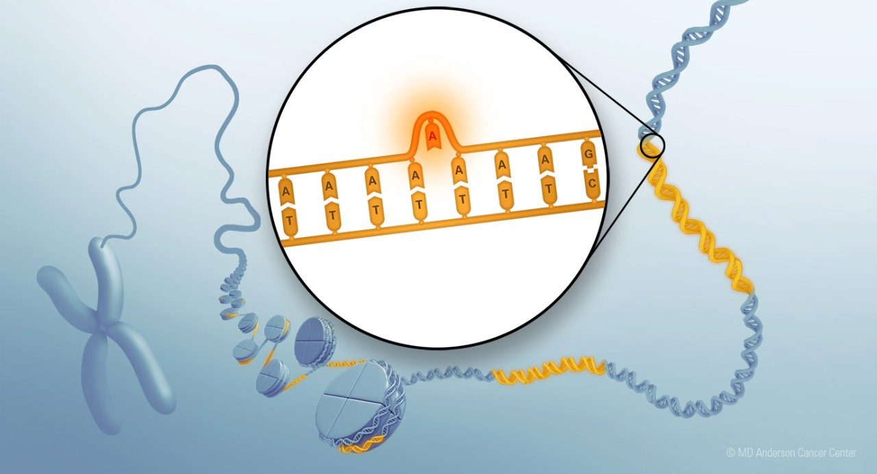 图显示了如何组织和微卫星DNA。插图描绘了微卫星DNA的滑移。