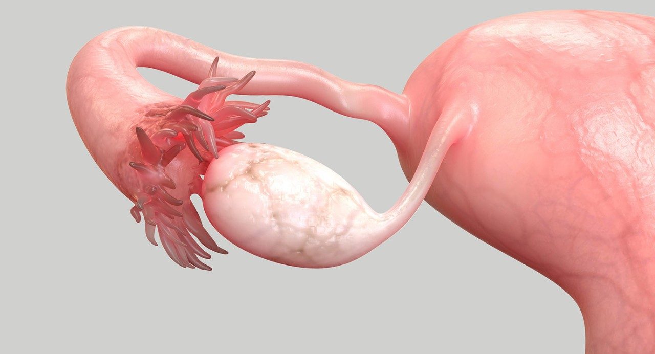右卵巢和输卵管的解剖说明灰色背景