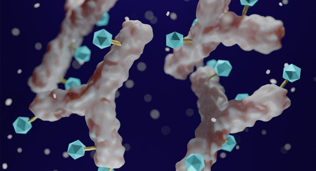 白抗体显示与蓝细胞毒有效载荷连通