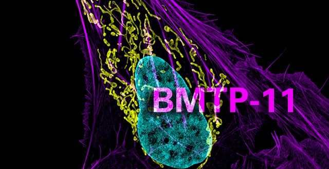 BMTP-11对骨肉瘤