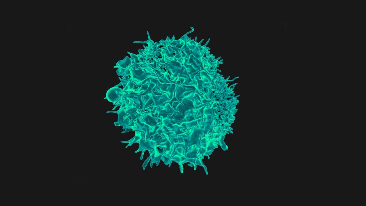 T淋巴细胞