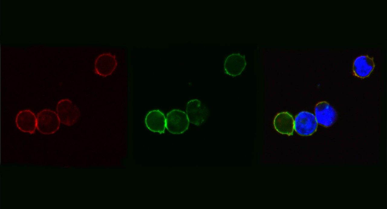 AML细胞表面PR1靶肽的可视化。