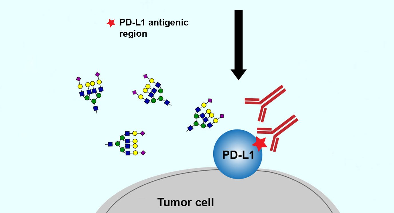 多糖附着在肿瘤上的PD-L1蛋白上，使其难以被发现。MD Anderson的乐动体育LDsports中国研究人员发现，清除多糖使PD-L1更容易发现和准确评估。图片由癌细胞提供。
