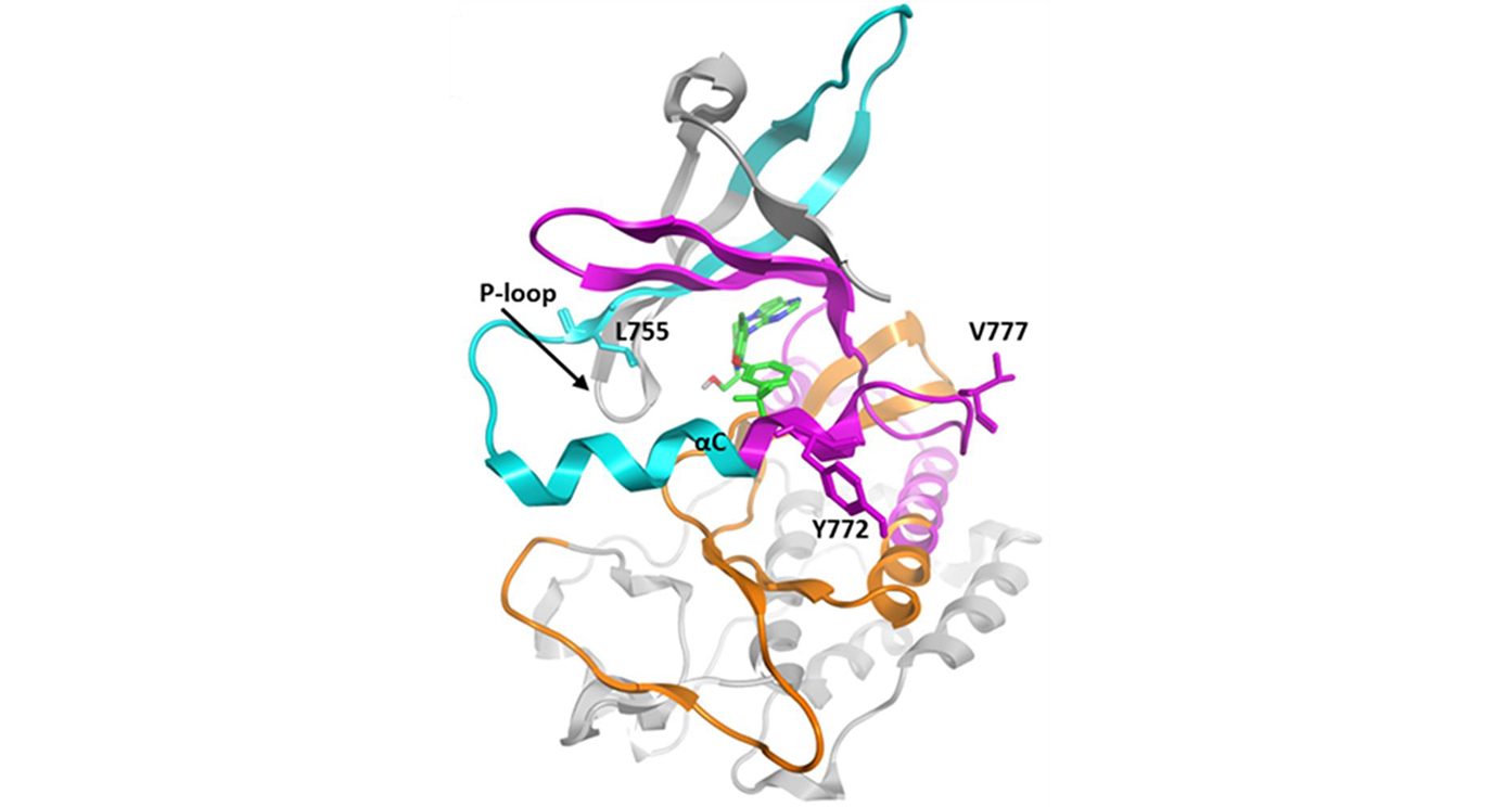 HER2 protein structure showing the location of the drug binding pocket. Exon 19, 20 and 21 domains are colored in blue, pink and orange, respectively, with sites for common mutations labeled.