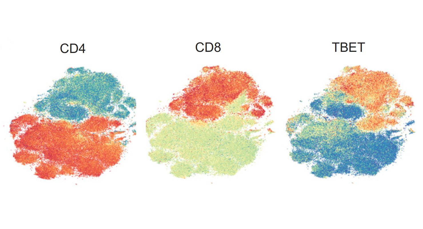 这些T分布的随机邻居嵌入（tSNE）曲线反映的免疫检查点封锁治疗的患者血液中聚集类似T细胞的分组。重叠的颜色显示的重要的蛋白质表达 -  CD4，CD8和TBET  - 作为热图，其中红色表示高表达在低表达的范围为蓝色。