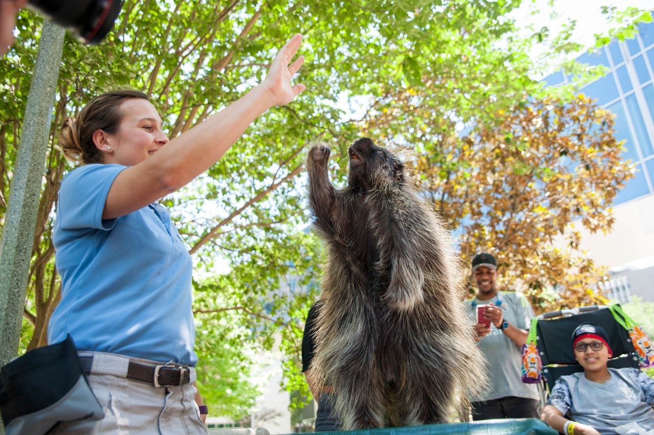 MD安德森儿童患者乐于了解从圣地亚哥动物园的动物