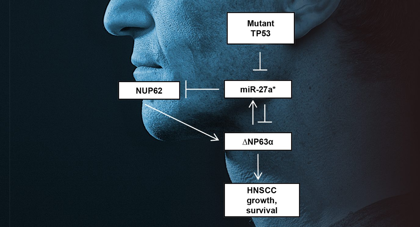 突变TP53破坏了miR-27a和ΔNp63⍺之间的调节回路，导致头颈部鳞状细胞癌的生长和生存。