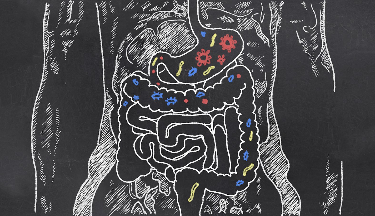 粉笔画的肠道微生物组在一个黑色背景